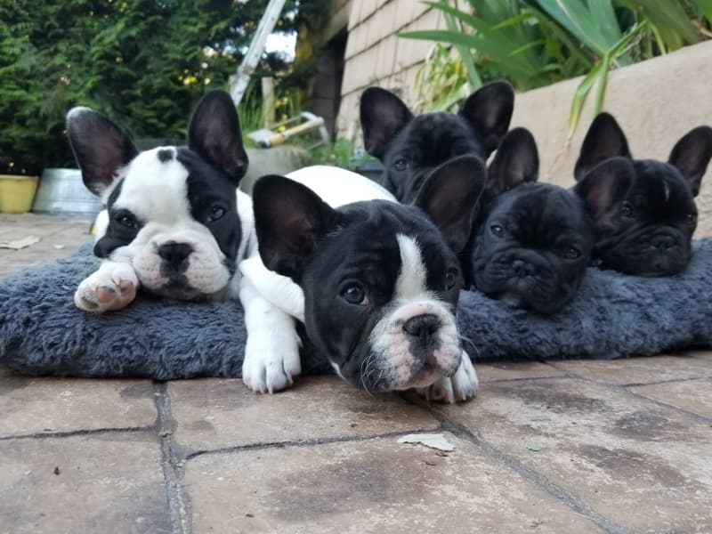 FBCWC Breeders